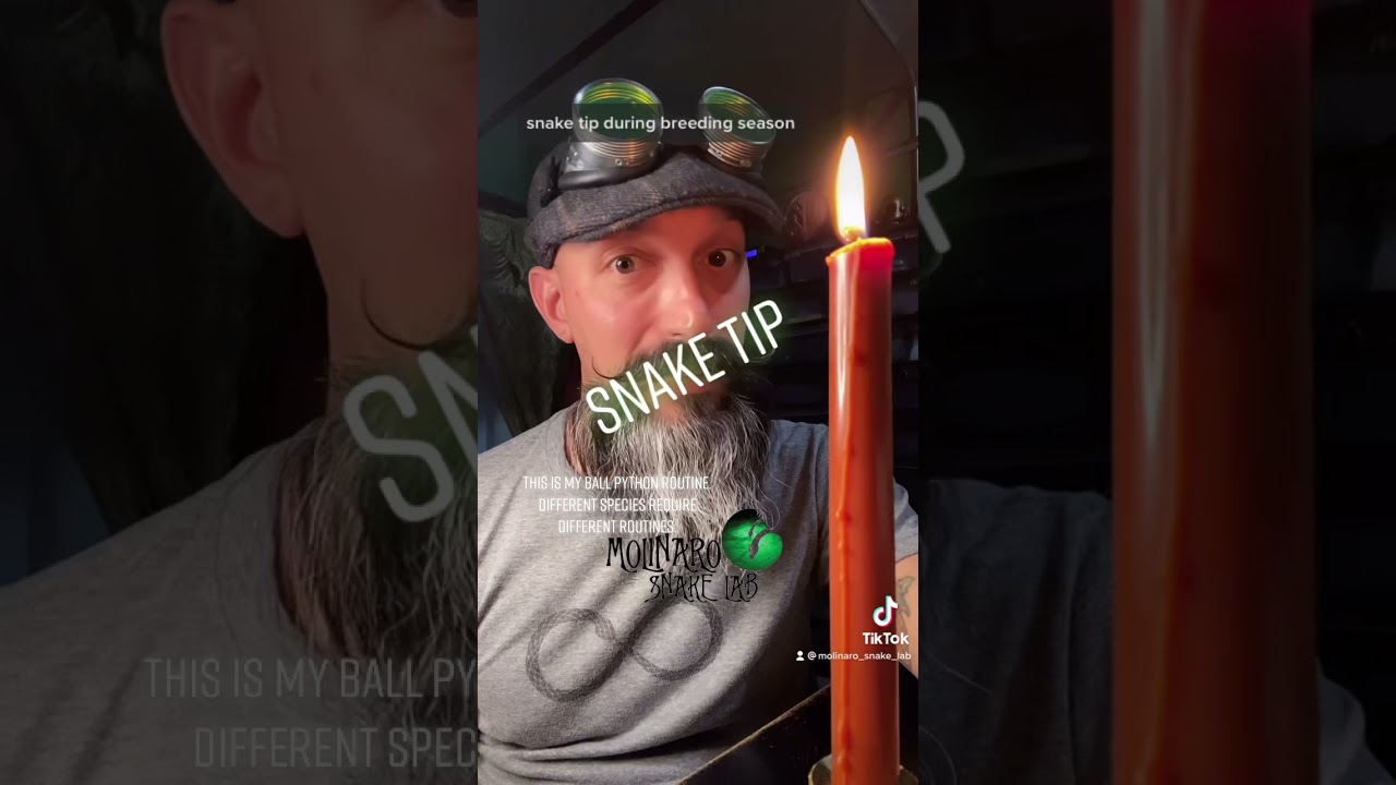 Breeding Ball Pythons: How long do I wait for a lock? #shorts #ballpythons