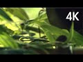 宇多田ヒカル「桜流し」Music Video(4K UPGRADE)