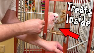 Pink Cockatoo Starts Taking Treats Inside Cage