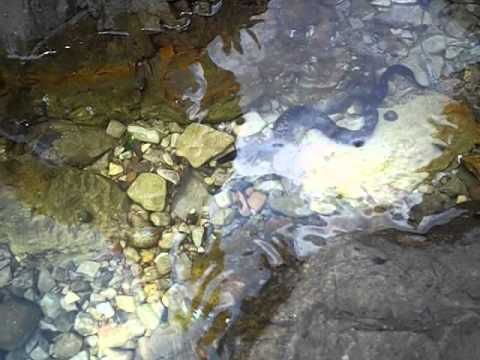 Muraena helena Linnaeus -  Veliki Školj - Molunat Hrvatska