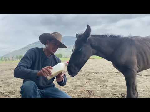 question: why are foals abandoned? - Camilleshorsemanship