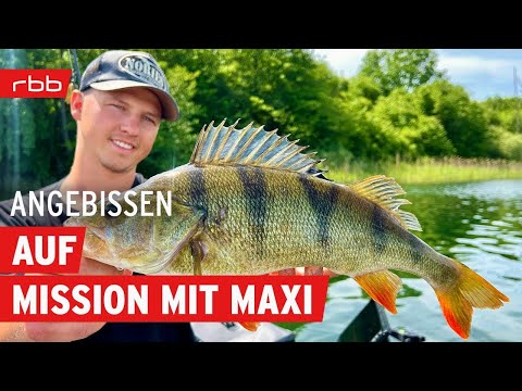 Sommerangeln Maximal: Wir wollen den 40er Barsch | mit Maxi Murawski | Angebissen-Podcast #127
