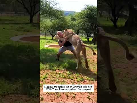 Moments That Prove Animals Can Love and Remember Kindness.