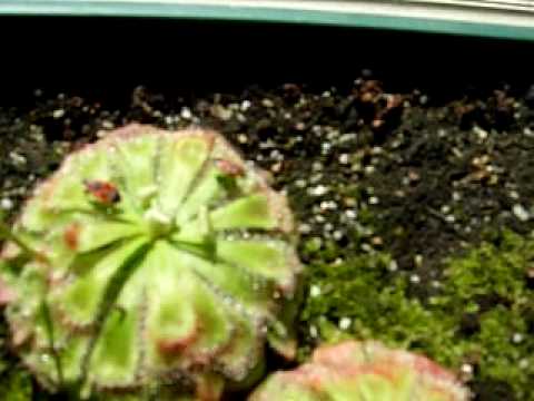 comment prendre drosera