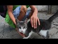 Pink Nosed Kitten Purring Loudly To My Camera And His Brother Are So Cute