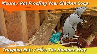 How to Humanely Trap Rats / Mice in Your Chicken Coop, House, Garage or Outside In Your Yard No Kill