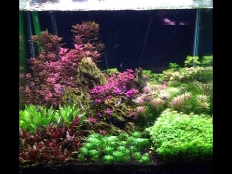 Aquascaping Contest Meet the Competitors Video