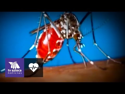 ¿Cómo saber cuando sufres de fiebre amarilla?