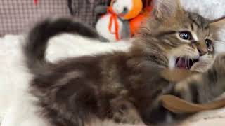 メインクーンの動画01