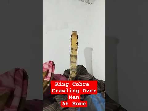 King Cobra Crawls Over Sleeping Man in Uttarakhand 🐍😱