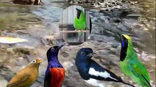 Download lagu Masteran Kombinasi 4 in 1 Wambi,Kacer,cucak ijo dan murai batu mp3 Download lagu Masteran Kombinasi 4 in 1 Wambi,Kacer,cucak ijo dan murai batu mp3