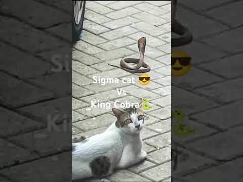 Snake in unnathi garden 🐍