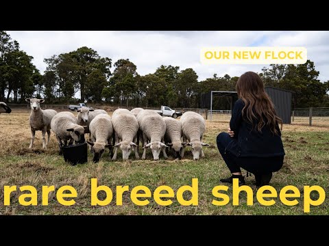 We have the only Ryeland sheep in Western Australia! | Farm Update