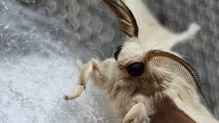 Bombyx mori,(silk worm) how we raised them, cute moths 