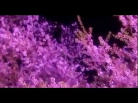 Alien Grace Feat.  SavavovchenkO - Sakura