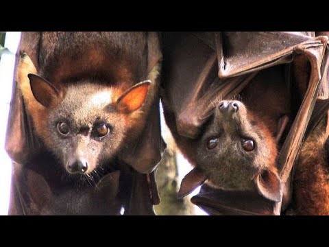 chauve-souris ...ce mammifère volant , documentaire