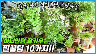 아디안텀 예쁘고 잘 키우는 찐 꿀팁 10개 대방출!! 새로운 아디안텀 쇼핑하울!! 대왕 아디안텀 도전기!!