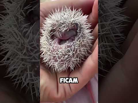 O Que Ninguém Te Conta Sobre os Filhotes de Ouriço! #curiosidades #ouriço #animais #fatoscuriosos