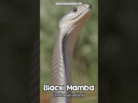 Discover the FASTEST Snake in the World, the Black Mamba!