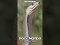 Discover The FASTEST Snake In The World The Black Mamba