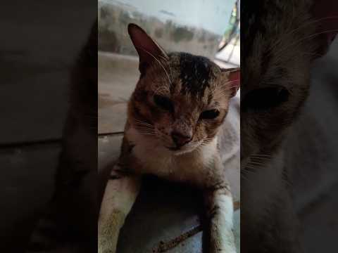 my sweet cat 😺😺#ytshort #viral #trending