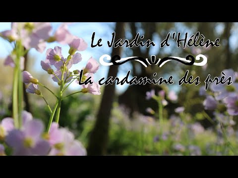 La Cardamine des prés