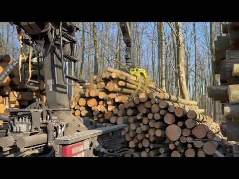 Eigenversorgung   Roteiche (10)