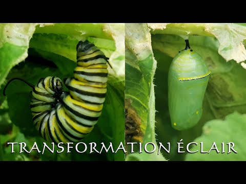 PAPILLON MONARQUE (1/2) -De la chenille à la chrysalide!