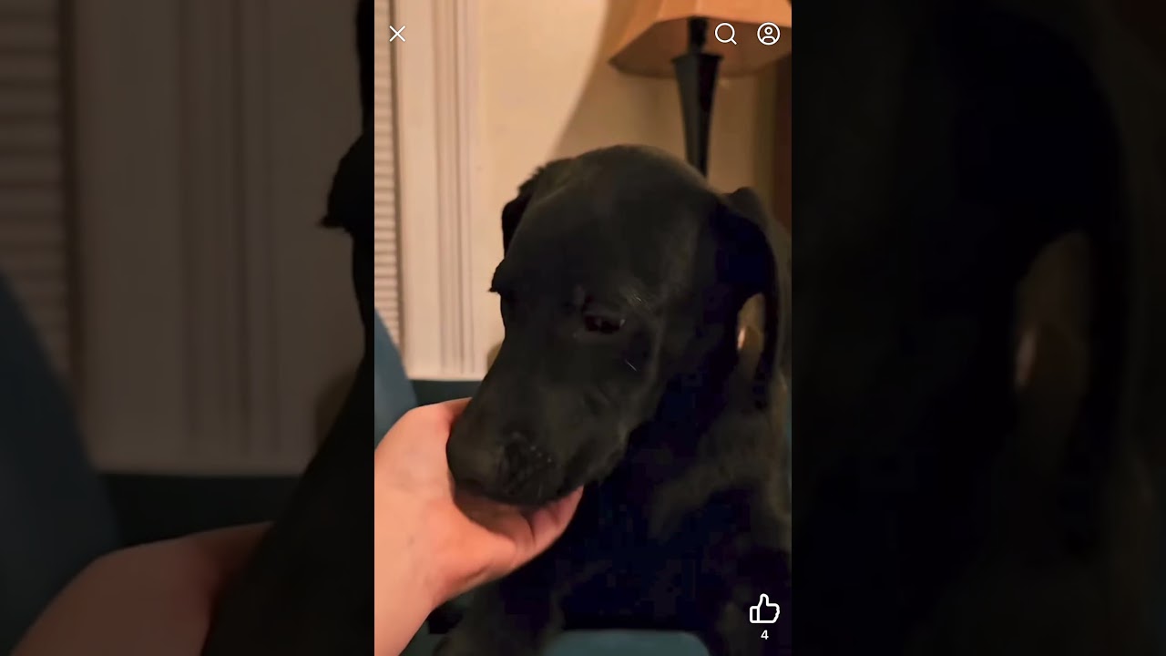 Enlarge Wednesday, a ADOPTABLE mixed breed in New York, NY video 6/6