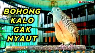 Download lagu Pancingan perkutut bangkok gacor. mp3 Download lagu Pancingan perkutut bangkok gacor. mp3