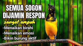 Download lagu Semua sogon pasti nyaut‼️ Pancingan sogon agar emosi bunyi gacor mp3 Download lagu Semua sogon pasti nyaut‼️ Pancingan sogon agar emosi bunyi gacor mp3