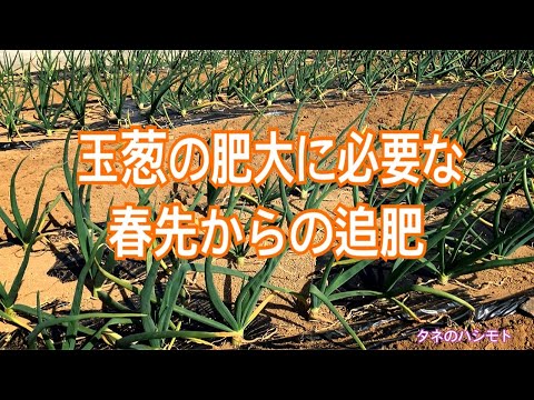 タマネギにエプソムソルトを施肥する理由とその方法?  庭園