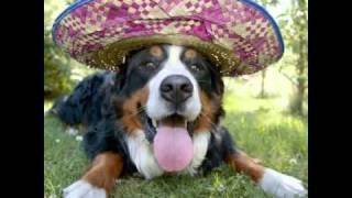 WIZO - Das Leben ist ein Hund