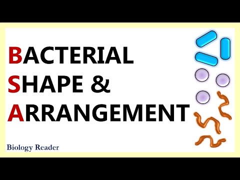 Bacterial Shape and Arragement - Size, Shape, Video & Arrangement - Biology Reader
