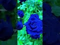 BLUE ROSE