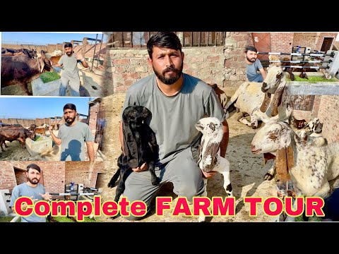 Complete Tour of Goat + Cow Farm In Village + All Questions With Owner | Mr Asad
