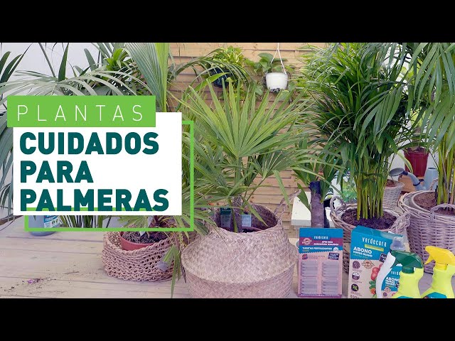 Vídeo relacionado con Palmera Techos paja techo palmdach paneles Palm schindel palmera hojas 145 cm reet techo para jardín, balcón y Terraza