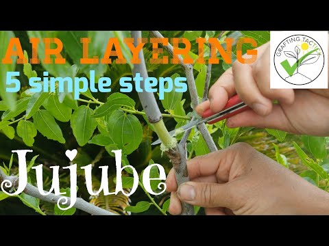 5 einfache Schritte zur Luftabmoosung von Jujube – 100% erfolgreich