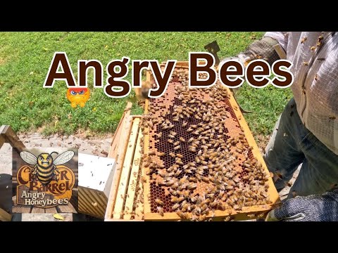 Angry Honeybees in August | They Sting 