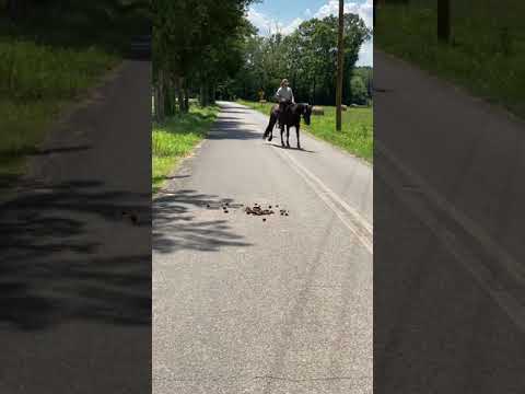 TSP LOT#1901 - TWH - Mare - 6YO - 15.2H - $1,200