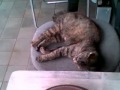 JAZZと昼寝の猫　It's Too Late (Charles Kynard)
