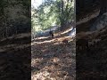 Woods Idyllwild California