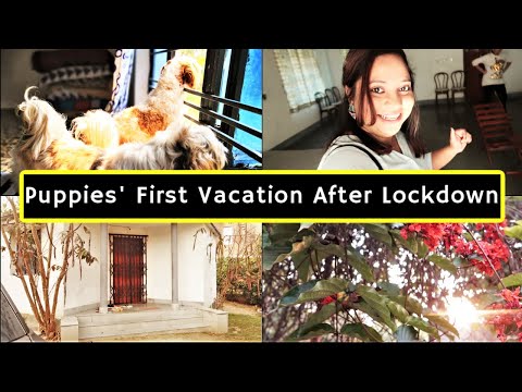 Our First Vacation After Lockdown | Puppies on ROAD TRIP After Lockdown Video