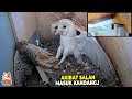 This Is The Result If An Owl Gets Angry Here Are 6 Owl Fights Against The King Of The Air