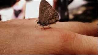 Little Butterfly, a noisy Waterfall & Buddhist Monks
