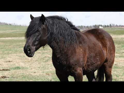 Land & Sea: The captivating feral horses of Nova Scotia