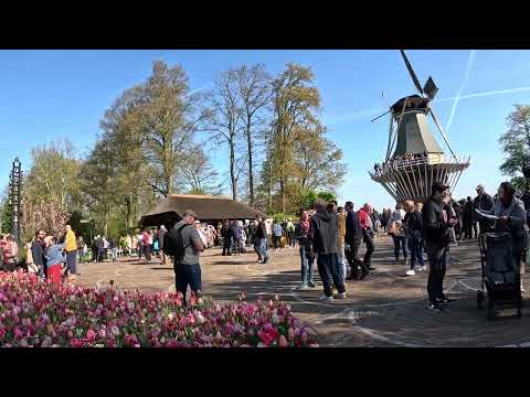 Keukenhof Netherlands 🇳🇱 1 May, 2023 - World’s largest Tulip Garden