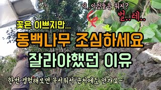 동백나무 독나방 동백충 조심해야하는이유 동백충 활동시기 동백나무자르고 파쇄하기