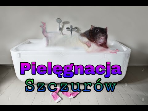Jak kąpać szczura? Czy szczury można kąpać? (36)