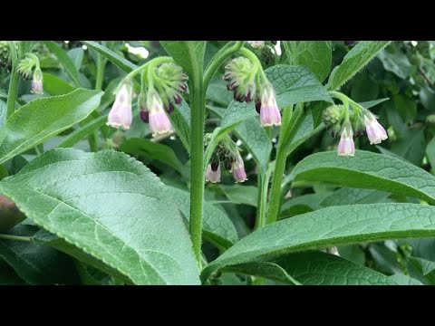 Grow your own fertilizer!